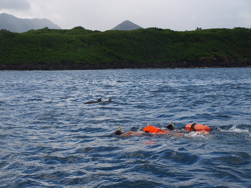 Swimming with dolphins in Mauritius.