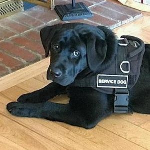 the-life-of-a-service-dog23