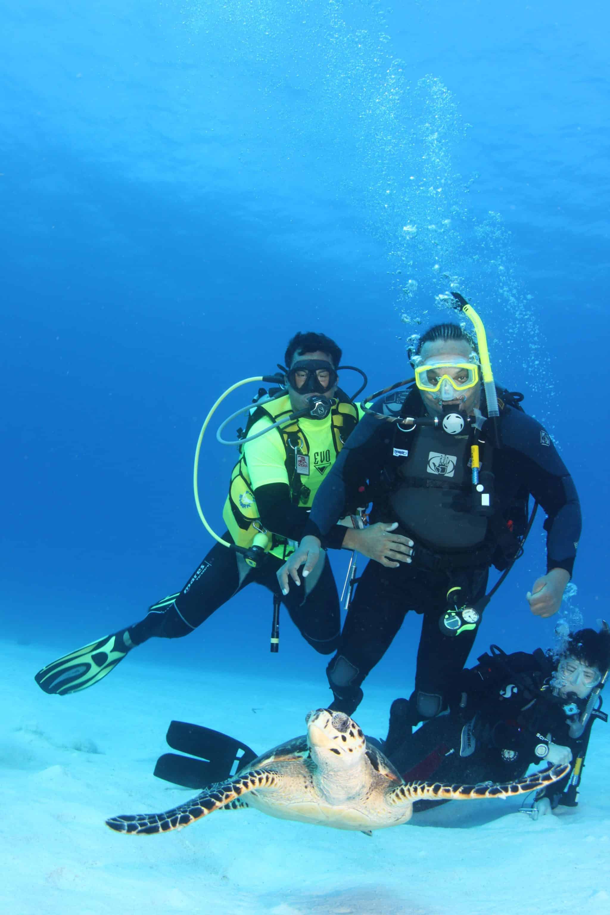 divers and turtle underwater