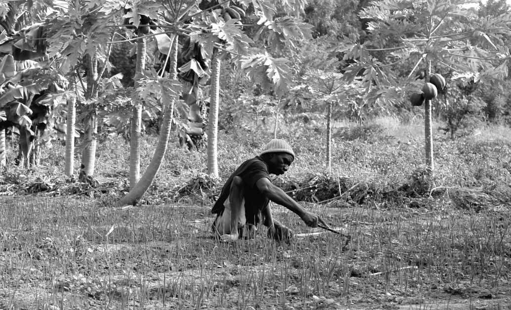 A man sitting on the ground in a tropical setting. He is using a tool to dig into the earth.